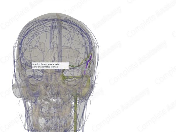 Inferior Anastomotic Vein (Left)