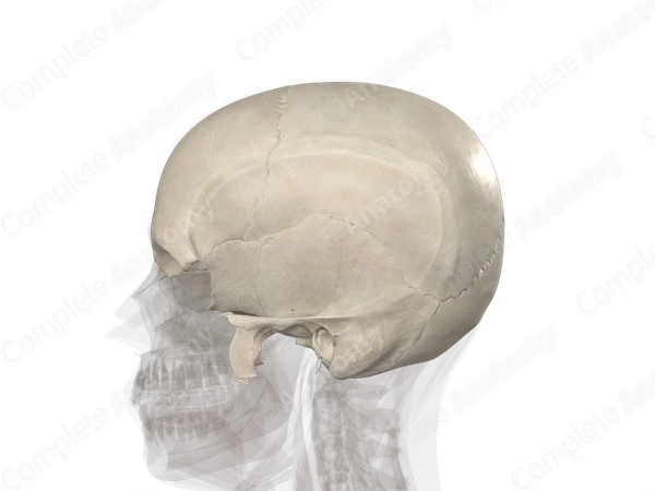 Bones of Neurocranium