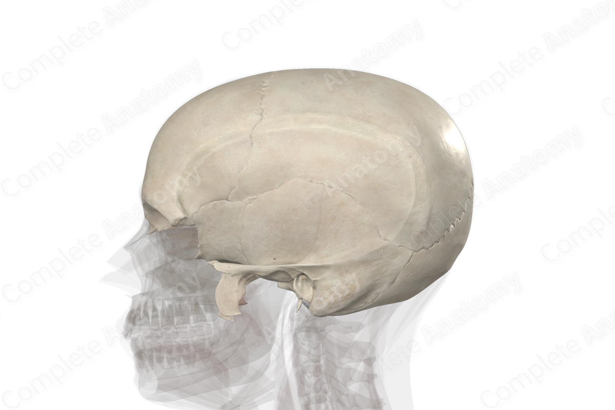 Bones of Neurocranium