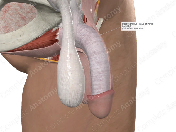 Subcutaneous Tissue of Penis (Left Half)