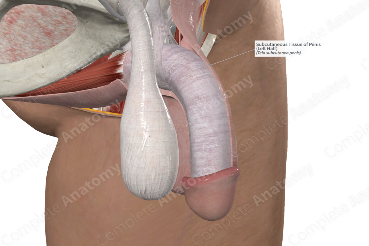 Subcutaneous Tissue of Penis (Left Half)