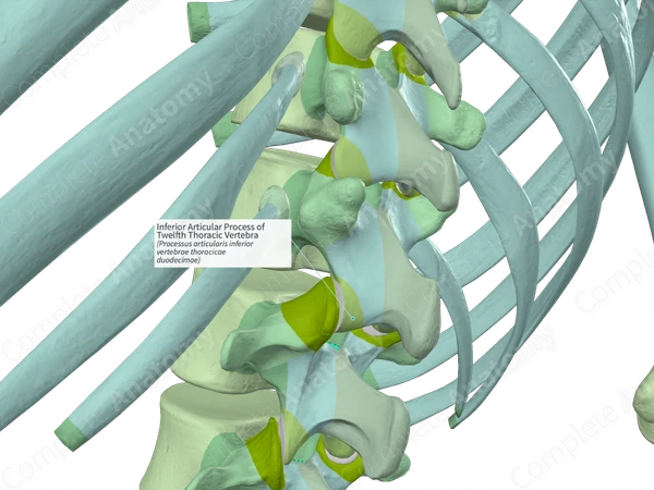 Inferior Articular Process of Twelfth Thoracic Vertebra (Left)