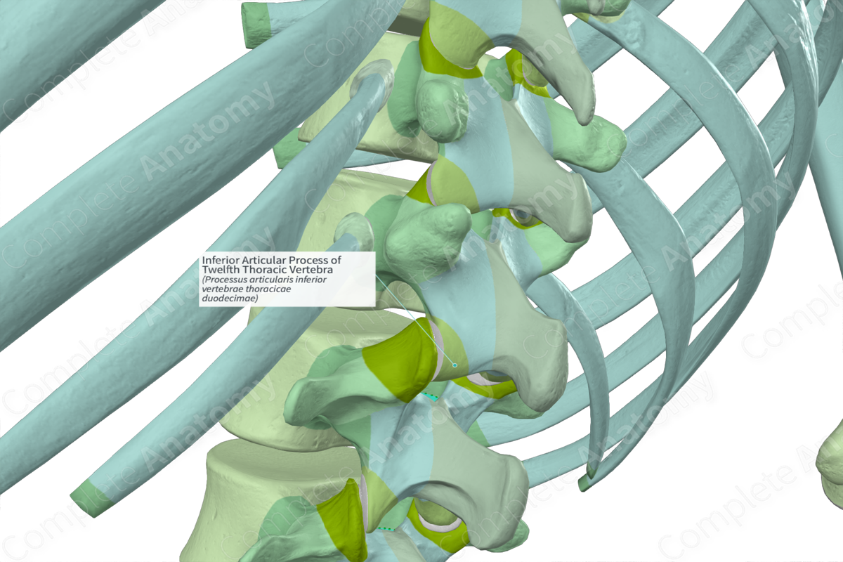 Inferior Articular Process of Twelfth Thoracic Vertebra (Left)