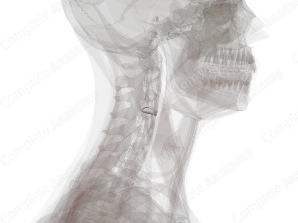 Intervertebral Disc (C3-C4)