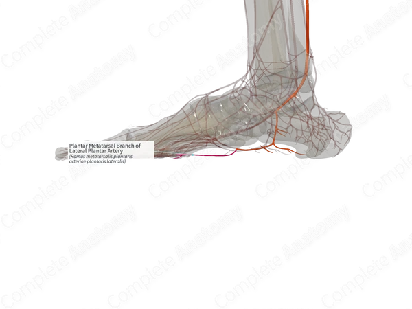 Plantar Metatarsal Branch of Lateral Plantar Artery (Right)