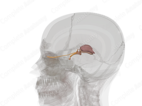 Diencephalon (Left)