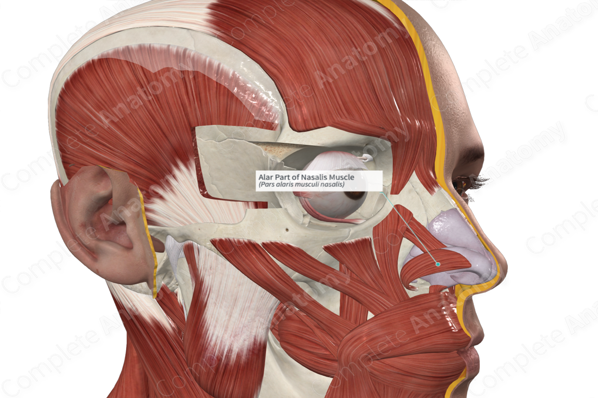 Alar Part of Nasalis Muscle 