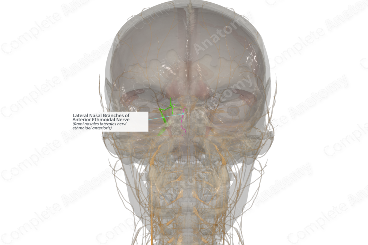 Lateral Nasal Branches of Anterior Ethmoidal Nerve (Right)