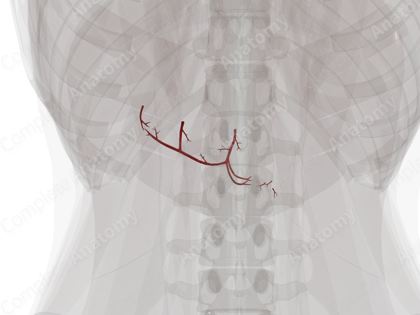 Arteries of Pancreas