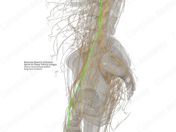 Muscular Branch of Median Nerve to Flexor Pollicis Longus (Left)