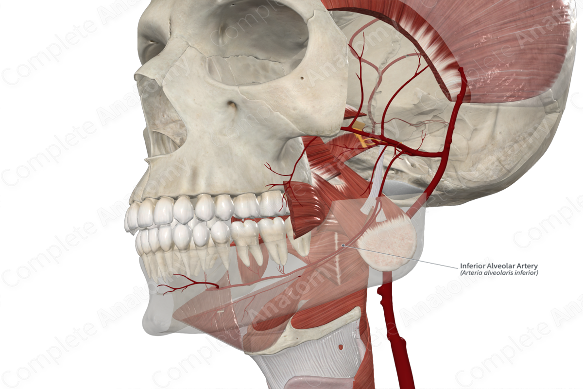 Inferior Alveolar Artery 