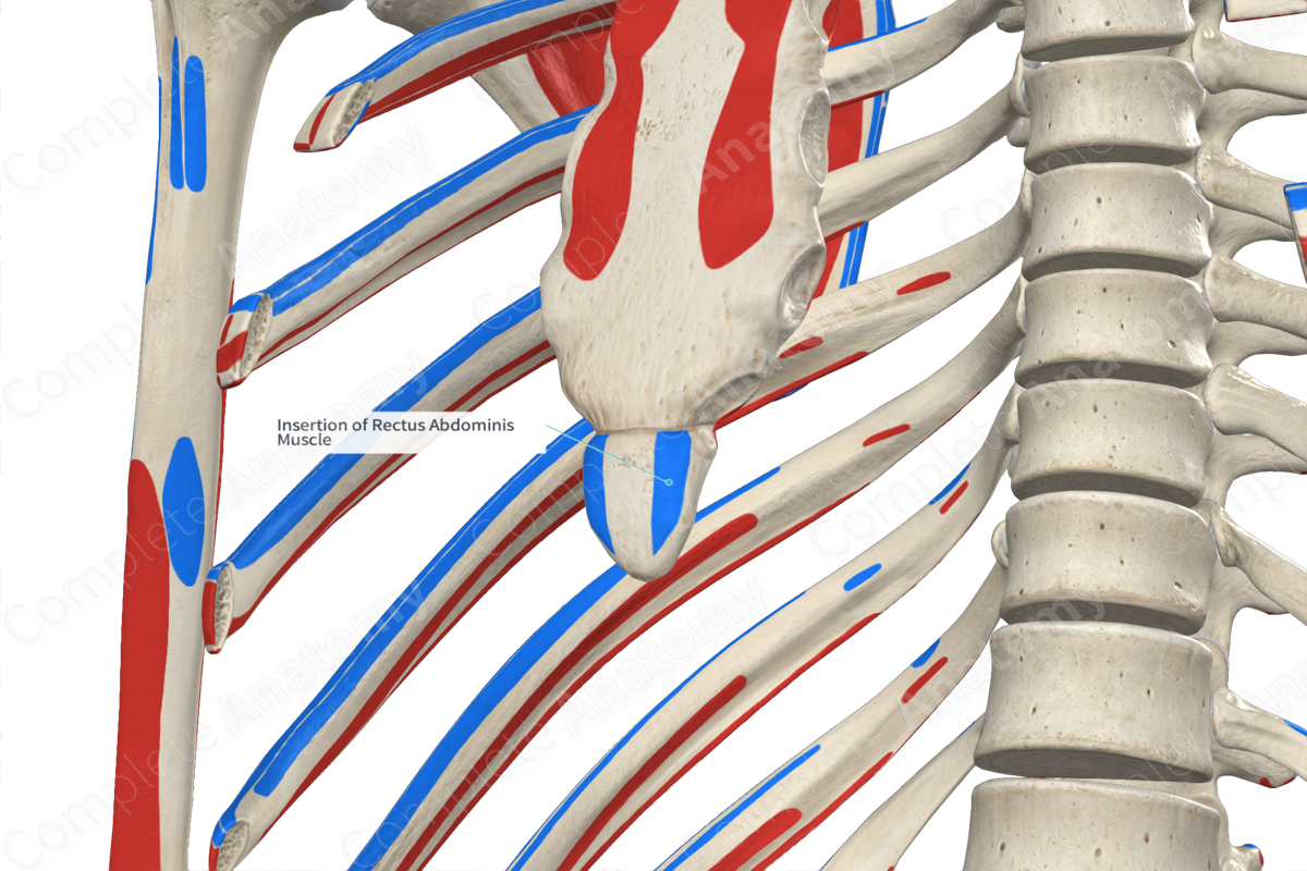 Insertion of Rectus Abdominis Muscle