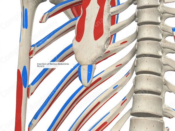 Insertion of Rectus Abdominis Muscle | Complete Anatomy