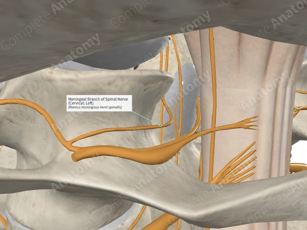 Meningeal Branch of Spinal Nerve (Cervical; Right)