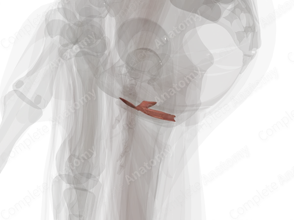 Muscles of Deep Perineal Space