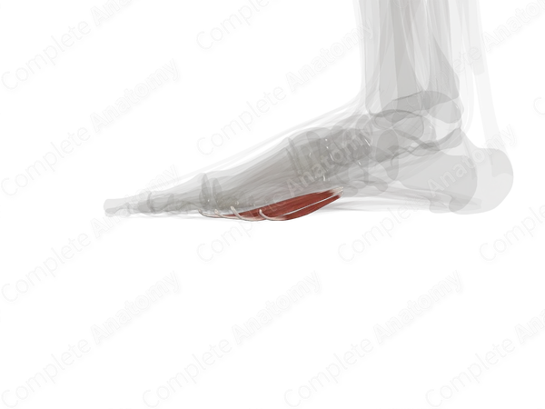 Lumbrical Muscles of Foot (Left)