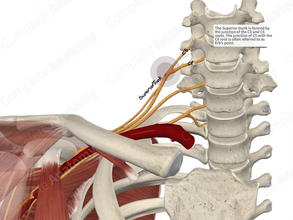 Superior Trunk of Brachial Plexus 