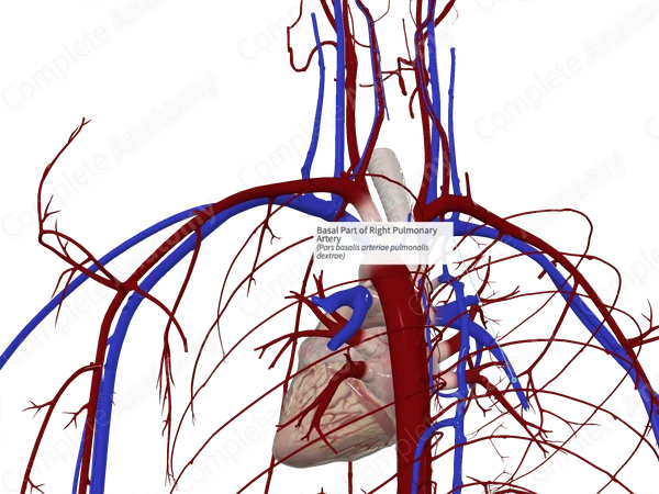 Basal Part of Right Pulmonary Artery