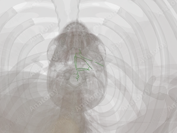 Anterior Cervical Lymph Vessels (Left)