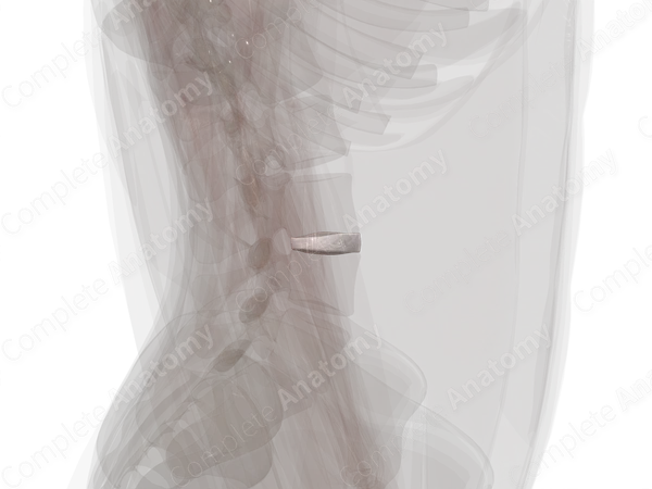 Intervertebral Symphysis (L3-L4)