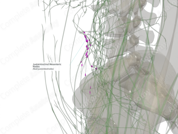 Juxtaintestinal Mesenteric Nodes
