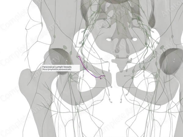 Paravesical Lymph Vessels (Right)