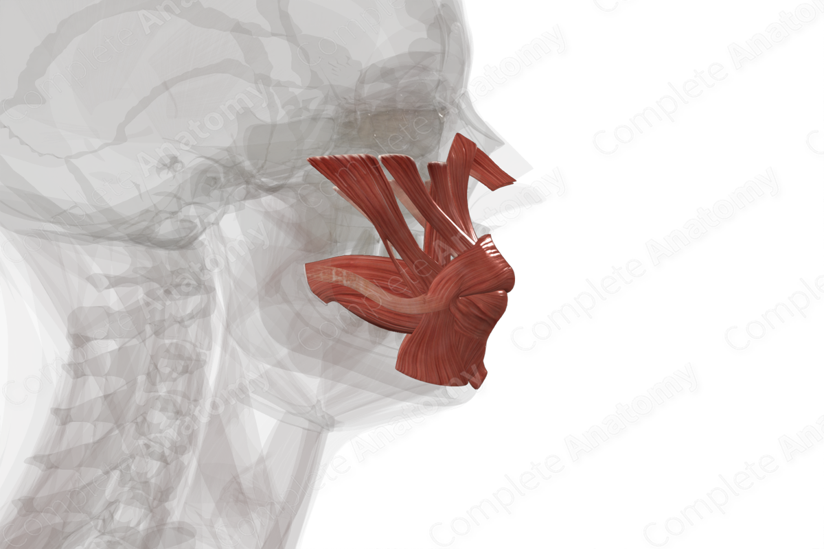 Buccolabial Muscles