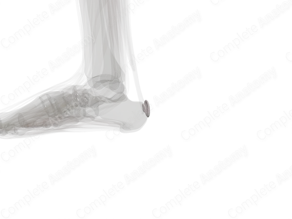 Bursae of Foot (Left)