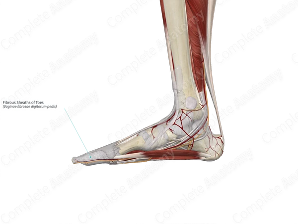 Fibrous Sheaths of Toes 