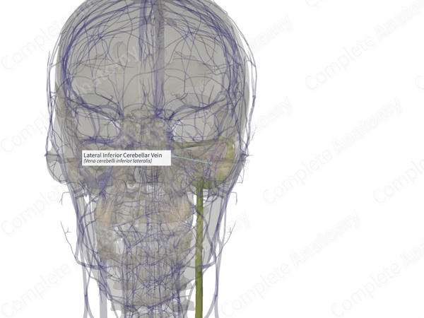 Lateral Inferior Cerebellar Vein (Right)