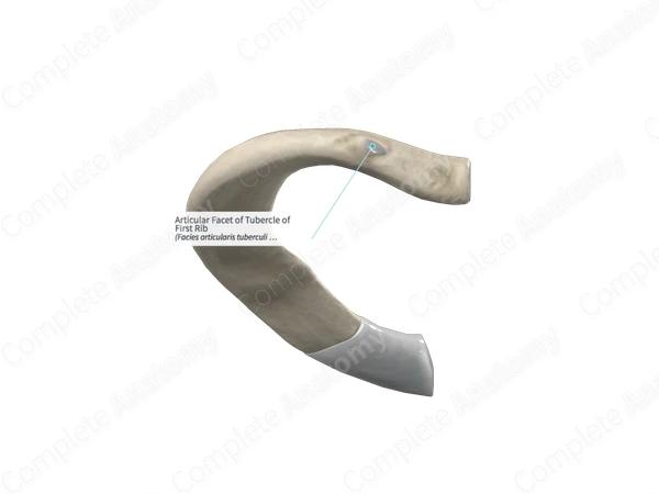 Articular Facet of Tubercle of First Rib