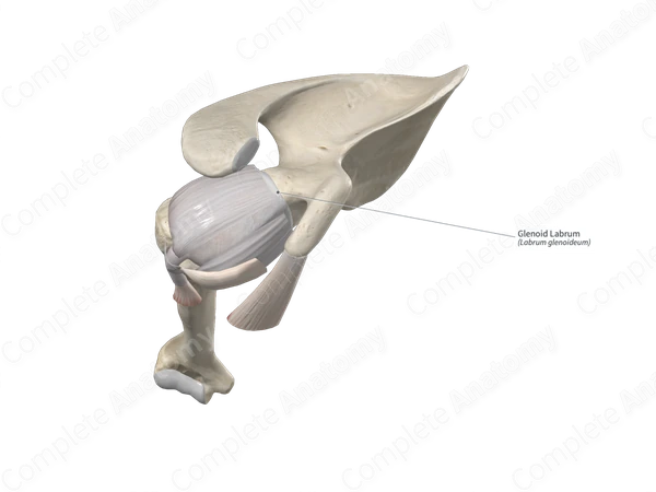 Glenoid Labrum