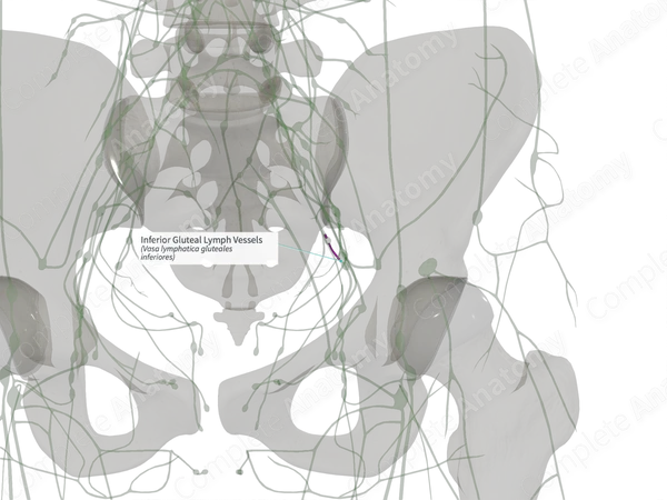 Inferior Gluteal Lymph Vessels (Right)