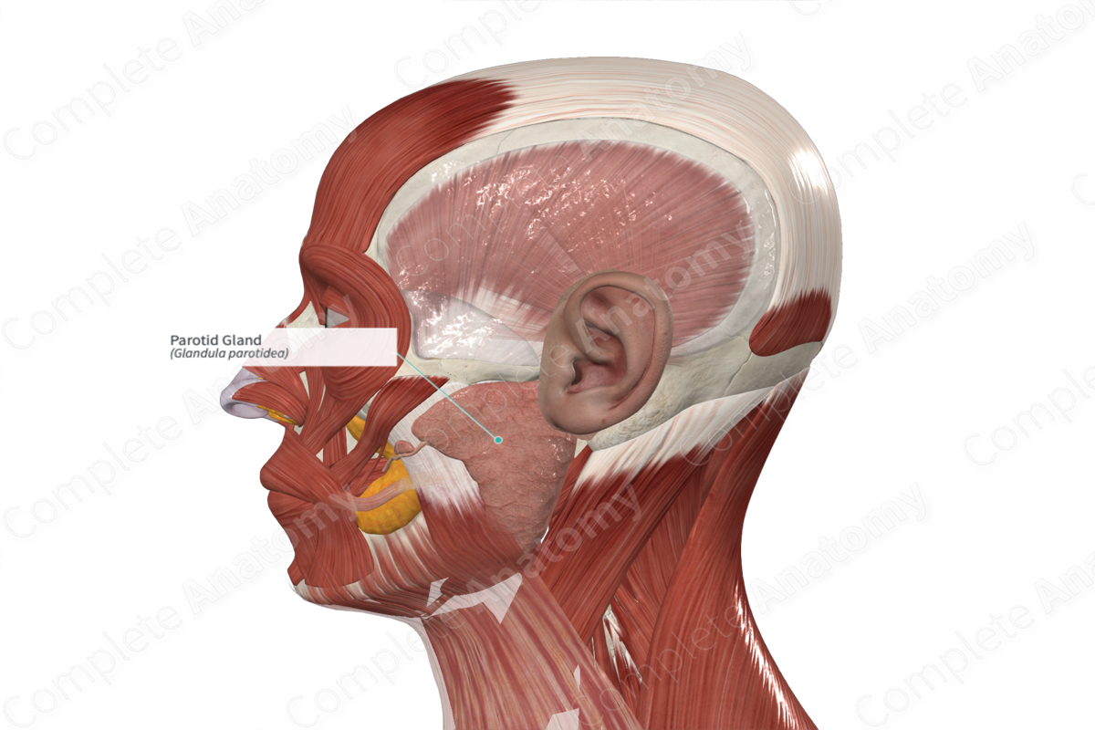 parotid-gland-complete-anatomy