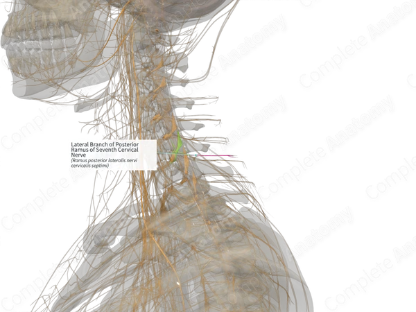 Lateral Branch of Posterior Ramus of Seventh Cervical Nerve (Left)
