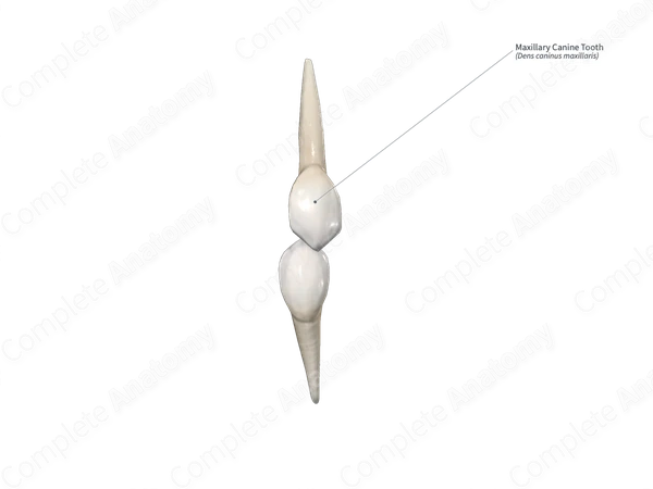 Maxillary Canine Tooth