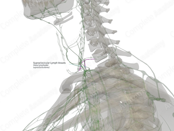 Supraclavicular Lymph Vessels (Left)