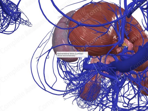 Basivertebral Veins (Lumbar)