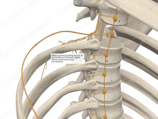 White Communicating Branch of Spinal Nerve (Thoracic; Right)