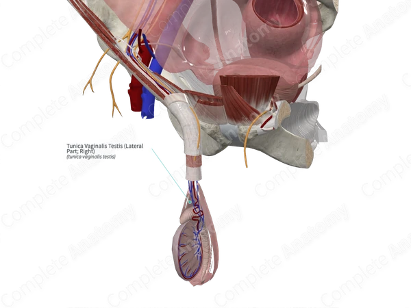 Tunica Vaginalis Testis Lateral Part Right Complete Anatomy tunica-vaginalis-testis-lateral-part-right-complete-anatomy