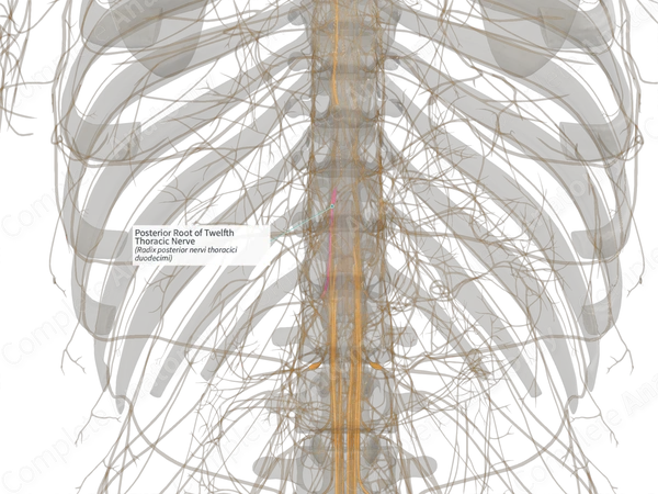 Posterior Root of Twelfth Thoracic Nerve (Left)