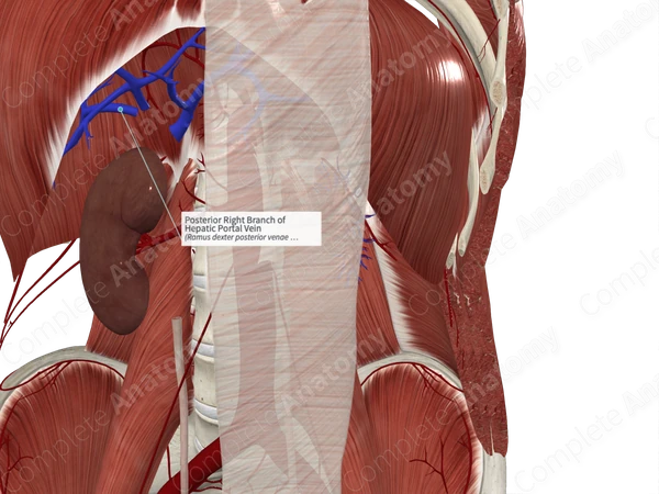Posterior Right Branch of Hepatic Portal Vein