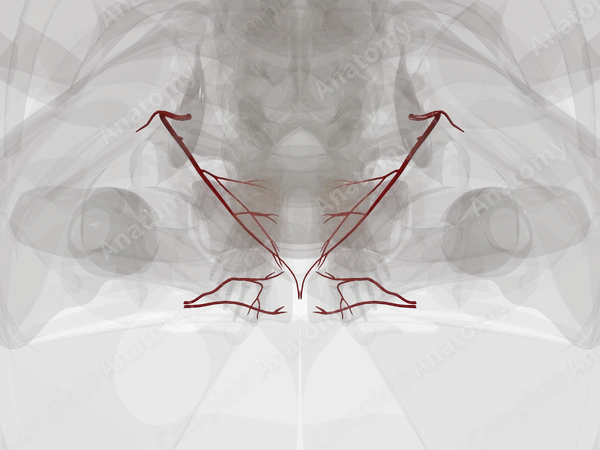 Arteries of Perineum