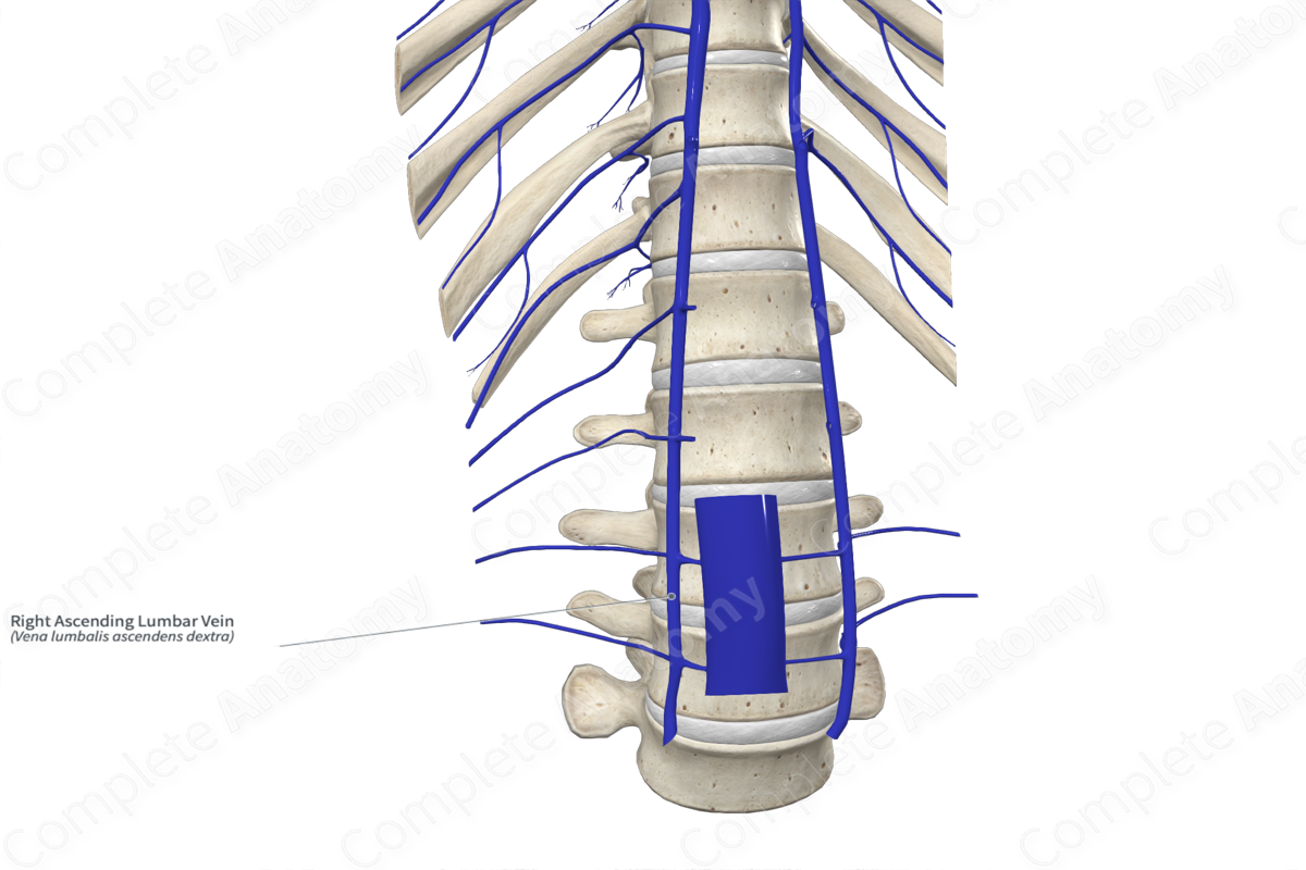 Right Ascending Lumbar Vein