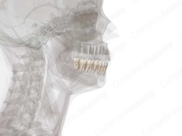 Mandibular Dental Arch