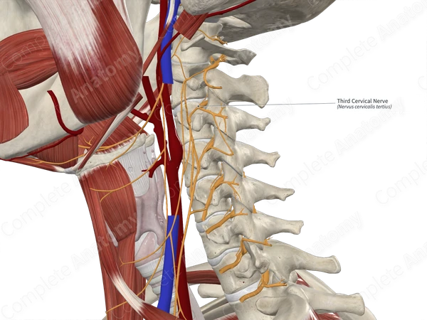 Third Cervical Nerve 