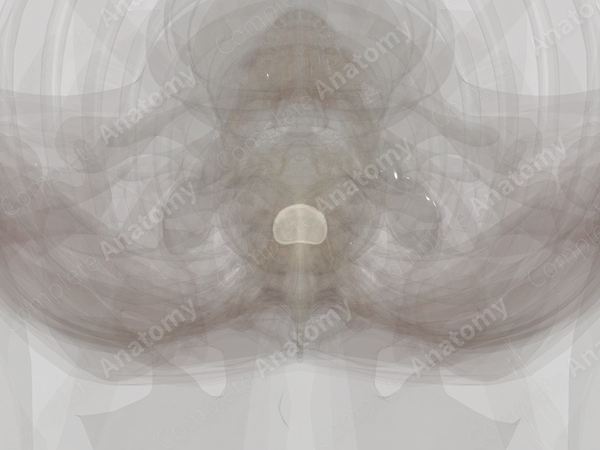 Intervertebral Symphysis (T3-T4)