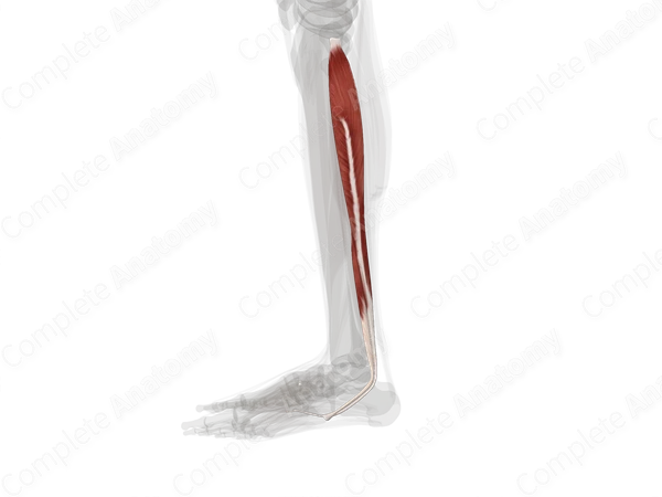 Lateral Compartment of Leg (Left)