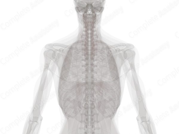 Central Arteries
