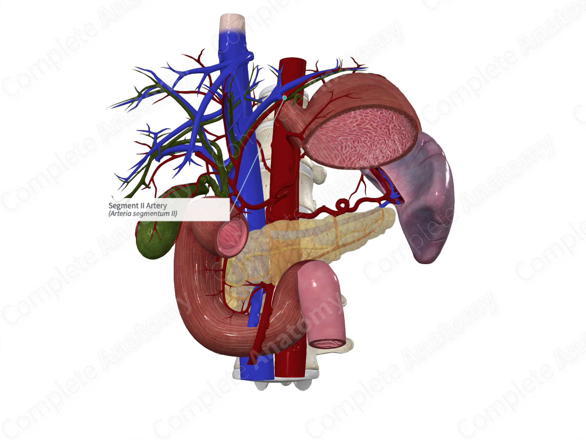 complete anatomy account